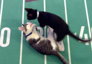 Highlights - The winning moment - Cat Bowl II