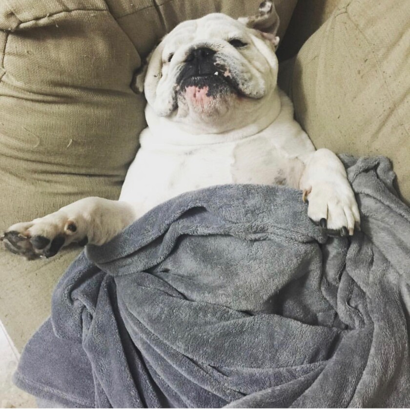 George - Snoring Category