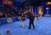 Highlights - Best in Special Needs - American Rescue Dog Show 2020