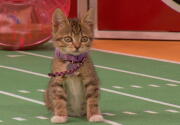 Highlights - Playoff Game Two Gets Started - Kitten Bowl VI