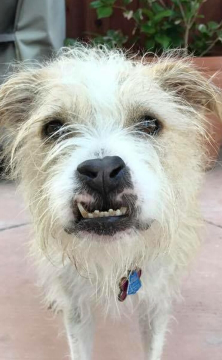 Jesse - Underbite Category