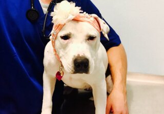 Abigail - Emerging Dog - Hero Dog Awards 2017