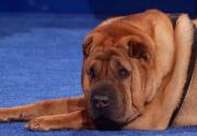 Highlights - Best in Wrinkles - American Rescue Dog Show 2020