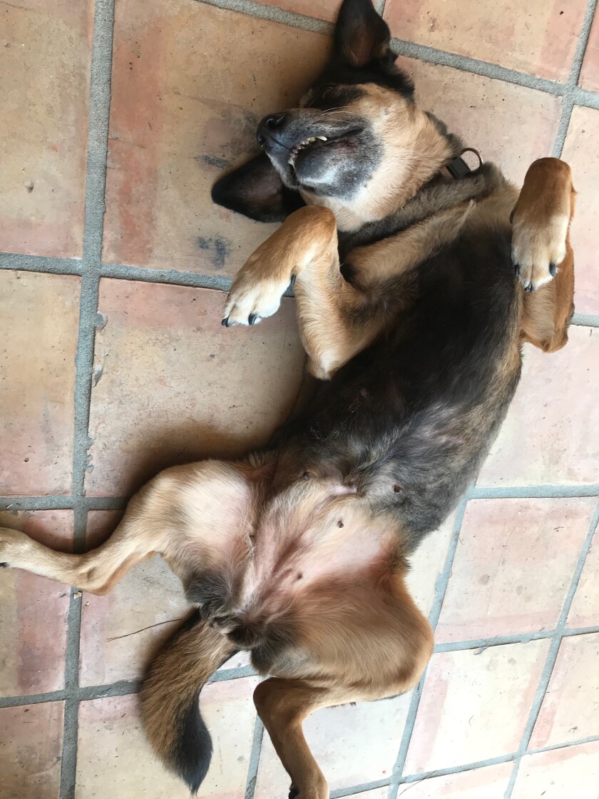 Sugar - Belly Rubs Category