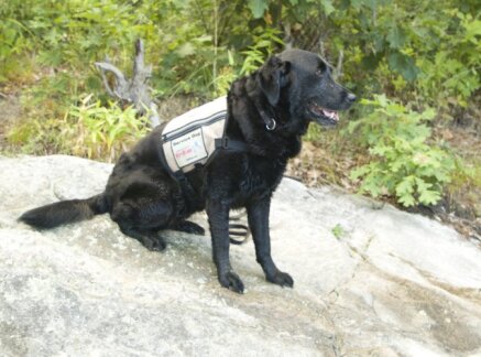 Preview - 2020 American Humane Hero Dog Awards