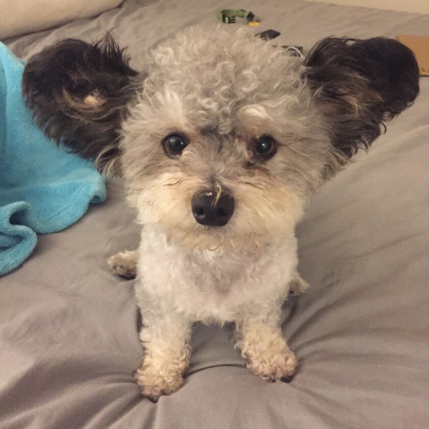 Charlie Baxter - Ears Category