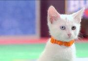Two Tone Jones for the Win - Kitten Bowl V