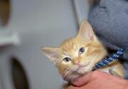 Highlights - North Shore Animal League America - Kitten Bowl VI