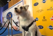 Behind the Scenes - Happy Cam - 2019 American Rescue Dog Show