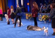 Highlights - Best in Talking - American Rescue Dog Show 2020