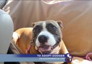 Dodger - Adoption Ever After - Home & Family