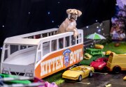 Puppies in the Purrking Lot - Kitten Bowl V