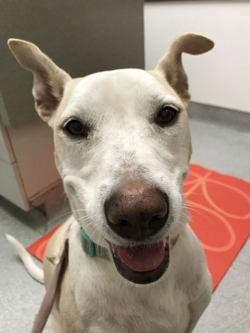 Photos - Meet Riley - Kissing Category