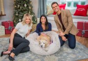 Pet Adoption - Misty - Home & Family