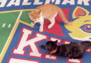 Highlights - Davey and Marbles Face-Off - Kitten Bowl VI