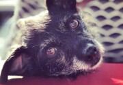 Preview - Best in Belly Rubs - 2019 American Rescue Dog Show