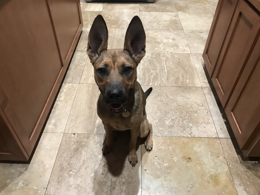 Daisy - Ears Category