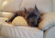 Preview - Best in Couch Potato Category - 2019 American Rescue Dog Show