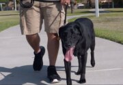 Sgt. Fieldy - Military Dog - Hero Dog Awards 2018