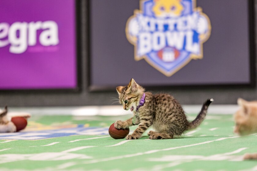Kitten Bowl III Photos