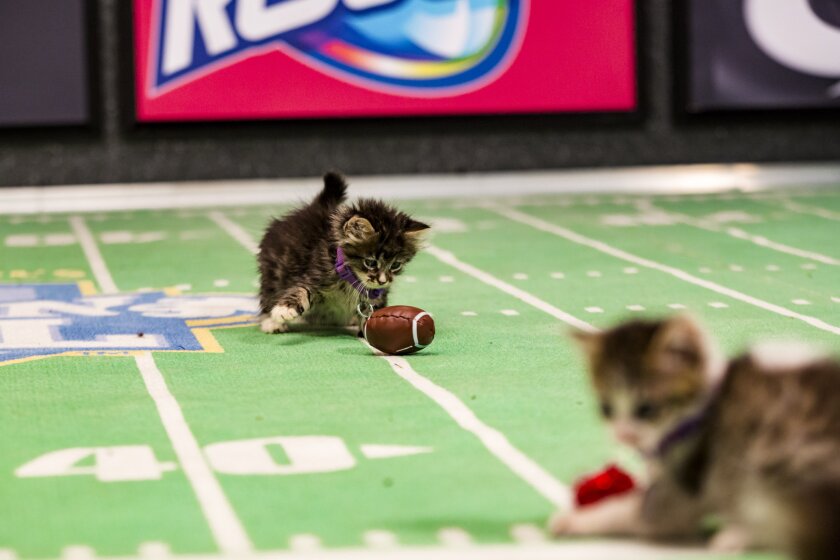 Kitten Bowl III Photos