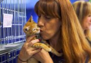 North Shore Animal League Shelter Party - Kitten Bowl V