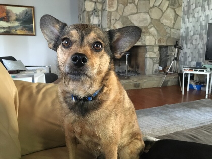 Cody - Listening Category
