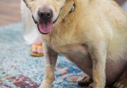 Larry - Adoption Ever After - Home & Family