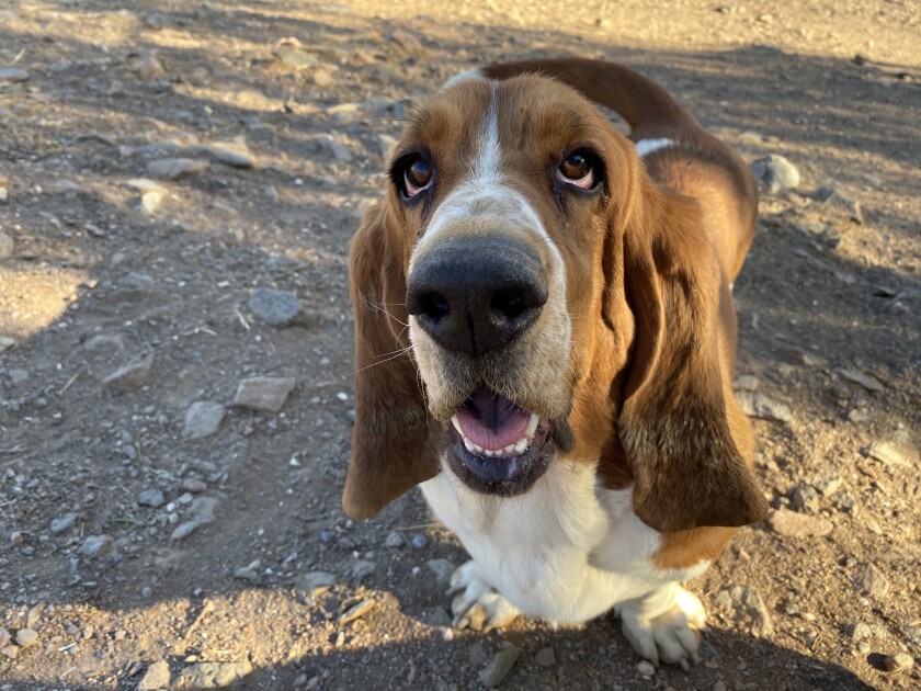 Sunset - Ears Category