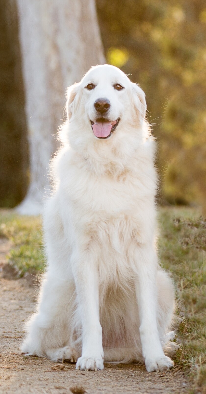 Mischa - Senior Dog Category