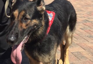 Adak - Military Dog - Hero Dog Awards 2017