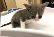 Highlights - Meet Violet - Kitten Bowl VII
