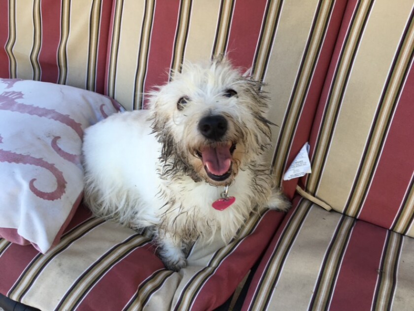 Ellie- Wiggling Category