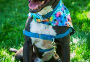 Gunner - Adoption Ever After - Home & Family