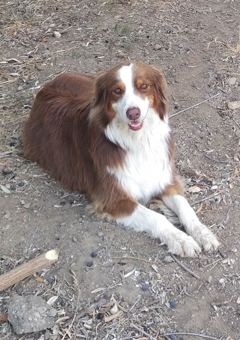 Bella - Wiggle Butt Category