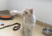 Grandpa Gritty - Adoption Ever After - Home & Family