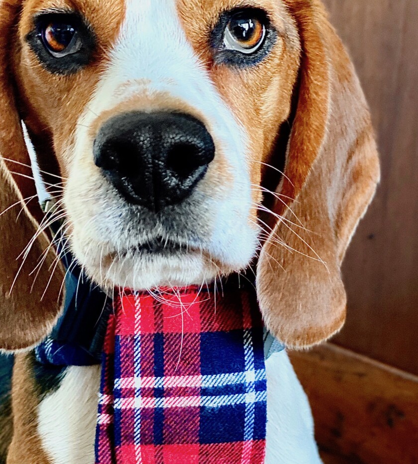 Bilbo - Ears Category