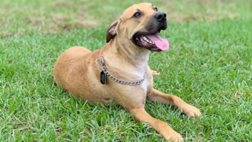 HF7234-Adoption-Cooper.jpg