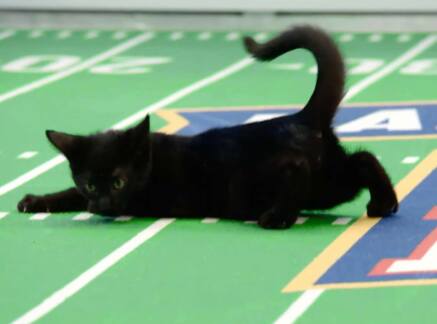 Highlights - Kitten Bowl VIII - Big Touchdown