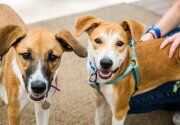 Adoption Ever After - Lawrence & Larissa