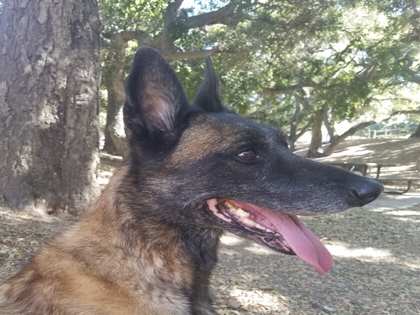 Pie - Senior Dog Category