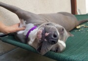 Preview - Best in Snoring Category