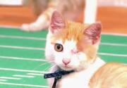 Cat-lete of the Week - Davey - Episode 7