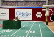 Highlights - Meet Zoey - Cat Bowl