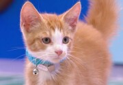 Cat-lete of the Week - Cha Cha and Cookie - Kitten Bowl VII