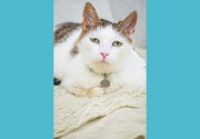 Adoption Ever After - Jessica Rabbit - Home & Family