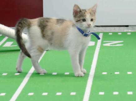 Highlights - Kitten Bowl VIII - The Winning Play