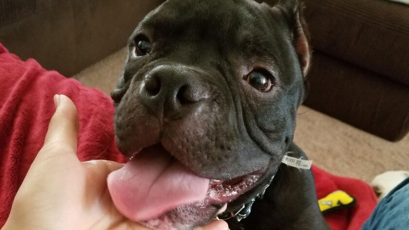 Waffles - Smile Category