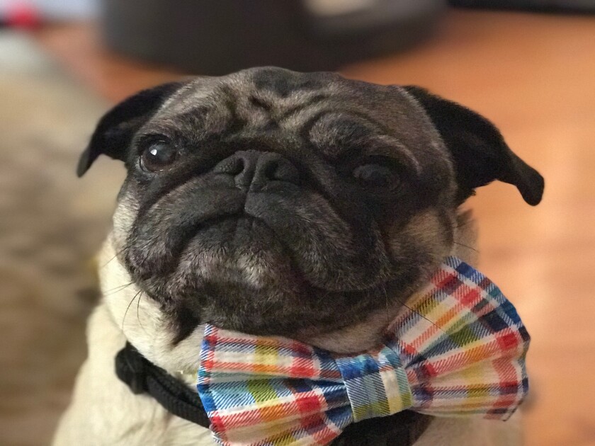 Marty - Wrinkles Category