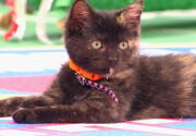 Cat-lete of the Week - Marbles - Episode 6